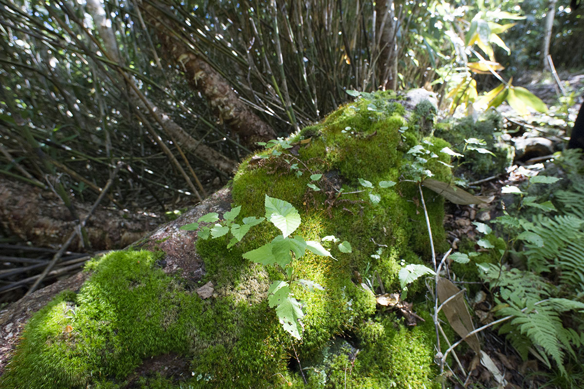 field-2